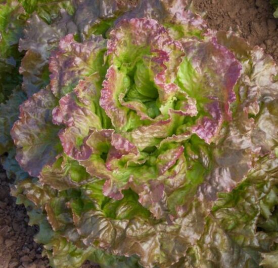 Salāti 'Amerikāņu Brūnie'